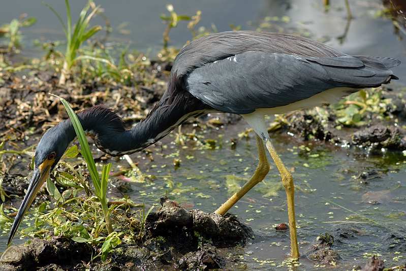 Witbuikreiger